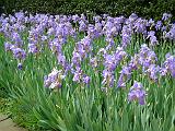 Irises mass